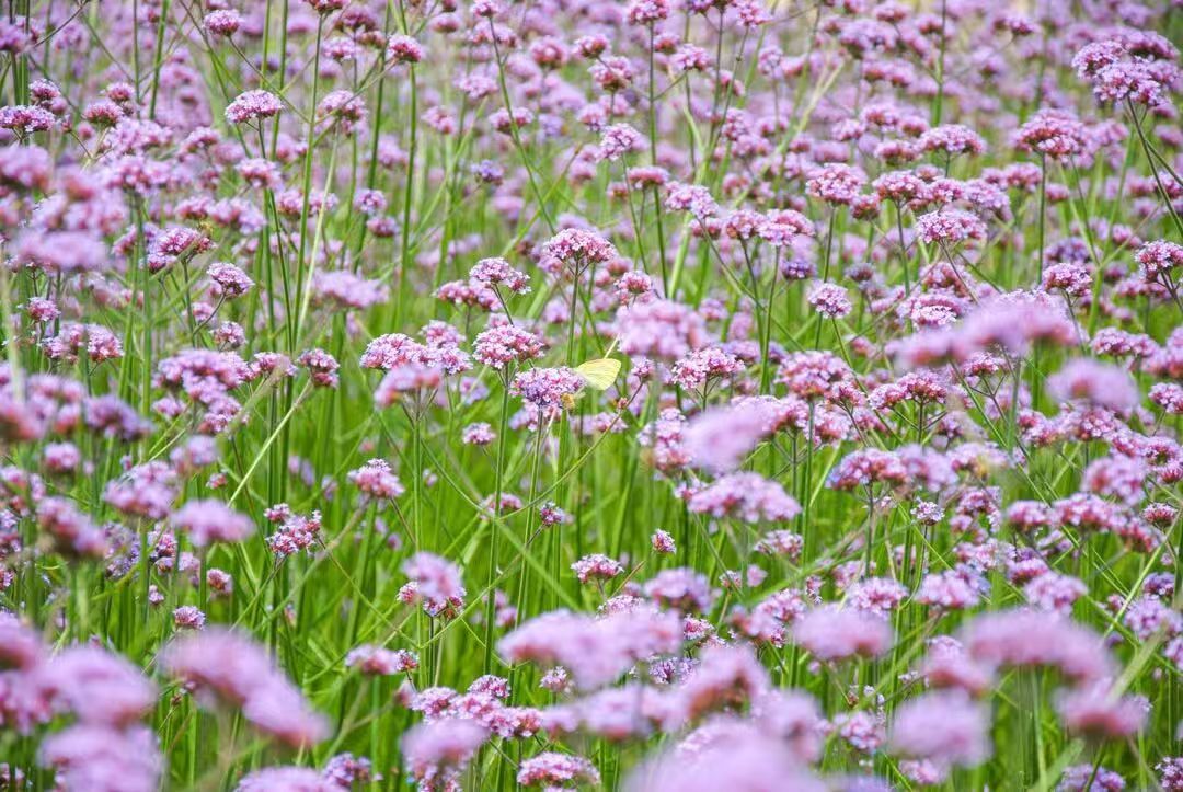 2DEAE